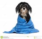 http://thumbs.dreamstime.com/z/wet-havanese-puppy-dog-bath-dressed-blue-towel-isolated-white-background-33824003.jpg